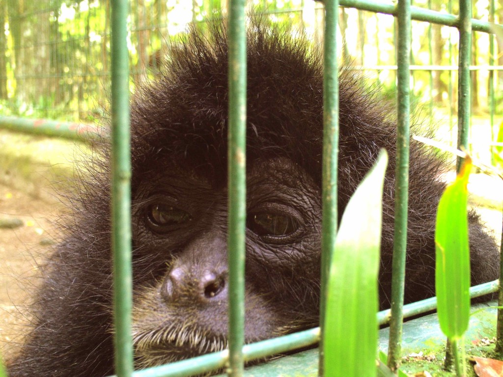 Les projets pour lutter contre le trafic d’animaux à travers le monde