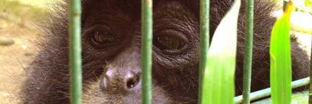 Les projets pour lutter contre le trafic d’animaux à travers le monde