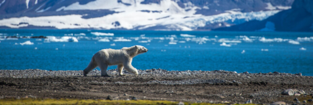 L’ours blanc broie du noir… et il a vraiment de quoi !