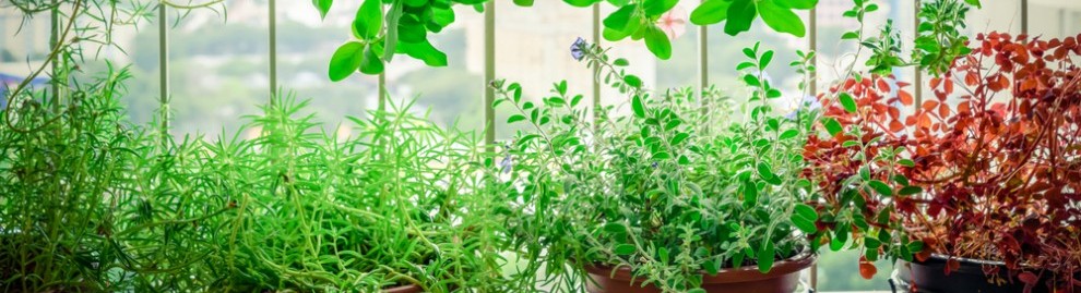 Agriculture urbaine et villes comestibles : l'avenir est-il sur les toits ?