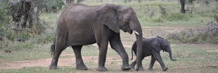 Commerce de l'ivoire : le Parlement européen demande son interdiction totale