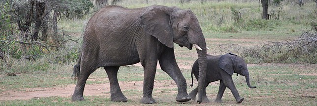Commerce de l’ivoire : le Parlement européen demande son interdiction totale