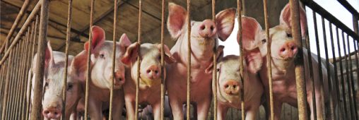 Nouvelle vidéo choc dans un élevage porcin en Bretagne