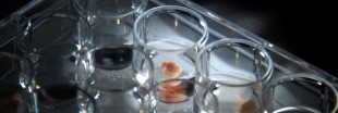Des chercheurs créent un embryon artificiel