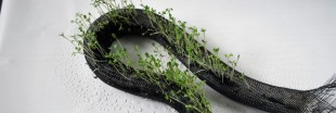 Florarobotica et les végétaux hybrides : des robots pour s'occuper des plantes ?