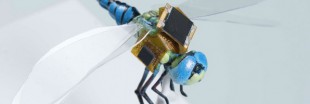 Insectes-cyborgs ou cyber-insectes ?