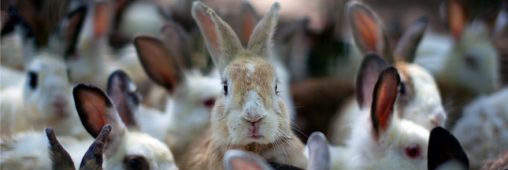 Élevage : vers la fin des lapins en cage