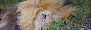 Légiférer pour encadrer l'exportation de squelettes de lions