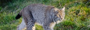 Faut-il réintroduire le lynx en Dordogne ?