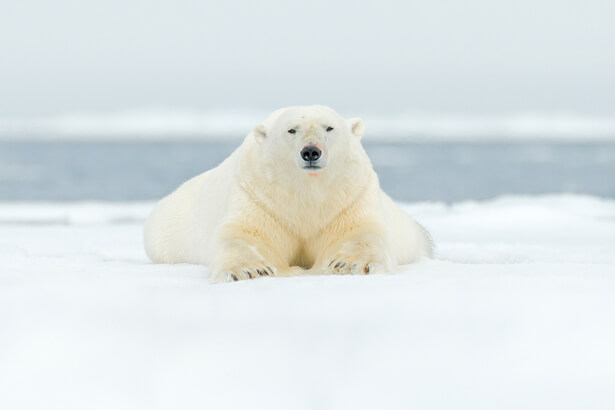 ours blanc