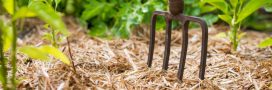 Réalisez un paillis naturel pour un beau jardin