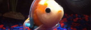 Avez-vous déjà vu un poisson rouge en fauteuil roulant ? Avez-vous déjà vu un poisson rouge en fauteuil roulant ?