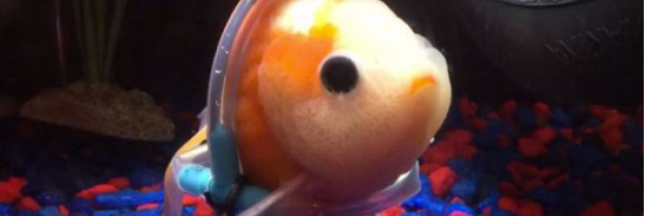 Avez-vous déjà vu un poisson rouge en fauteuil roulant ? Avez-vous déjà vu un poisson rouge en fauteuil roulant ?
