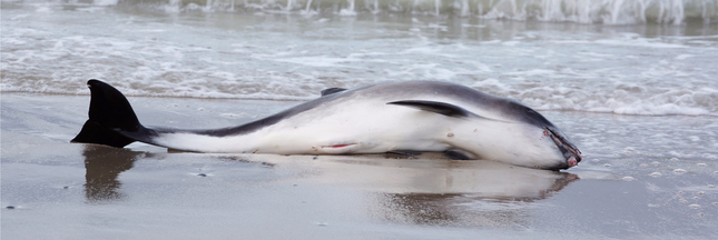 800 dauphins se sont échoués sur la côte Atlantique en 3 mois