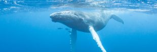Les baleines souffriraient-elles trop de l'activité humaine ?