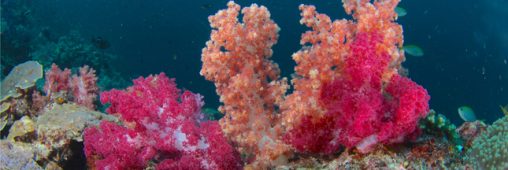 Indonésie : des récifs coraliens gravement endommagés