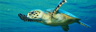 En Thaïlande, la tortue Tirelire est morte