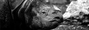 Dans un zoo tchèque, on coupe les cornes des rhinocéros pour les sauver