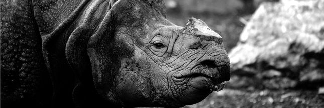 Dans un zoo tchèque, on coupe les cornes des rhinocéros pour les sauver