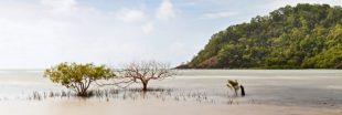 La mangrove australienne est en train de mourir
