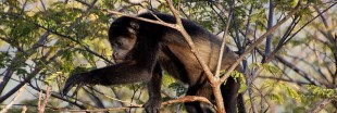 Brésil : les singes décimés par la fièvre jaune