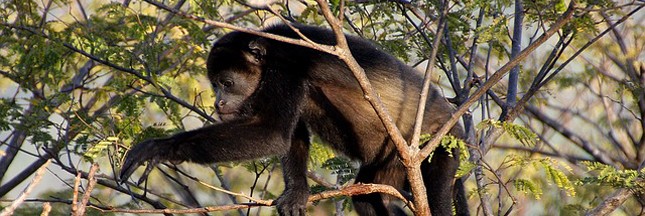 Brésil : les singes décimés par la fièvre jaune