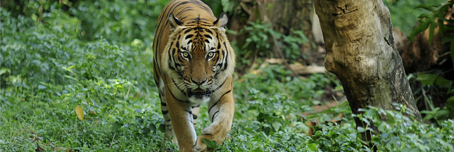 Des tigres à l’état sauvage découverts en Thaïlande