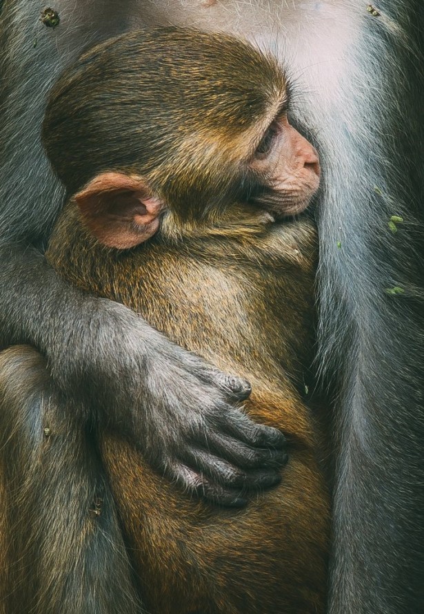Macaque Rhésus © Swaroop Singha Roy, 22, from India