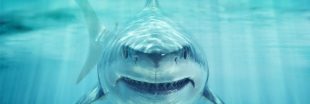 11 animaux qui tuent bien plus que les requins