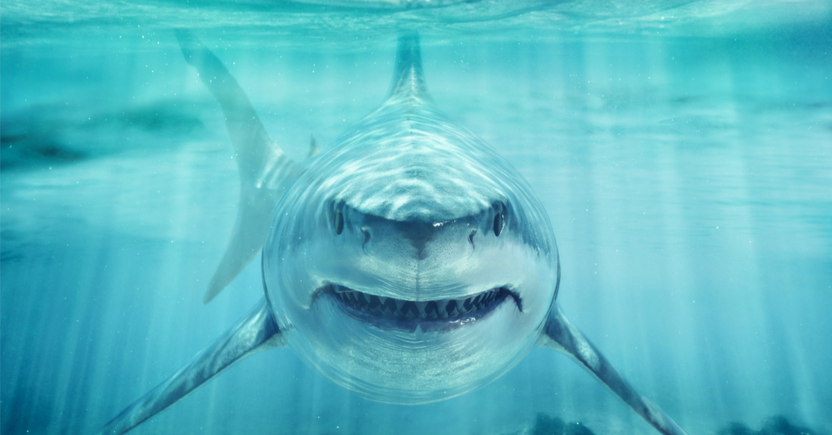 11 animaux qui tuent bien plus que les requins