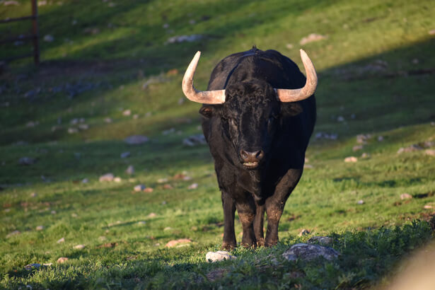 animaux qui tuent