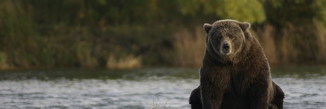 Chasse en Alaska : les citoyens dénoncent une décision cruelle et gratuite