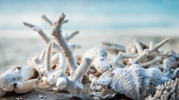 bio design, coquillages, coraux, plage
