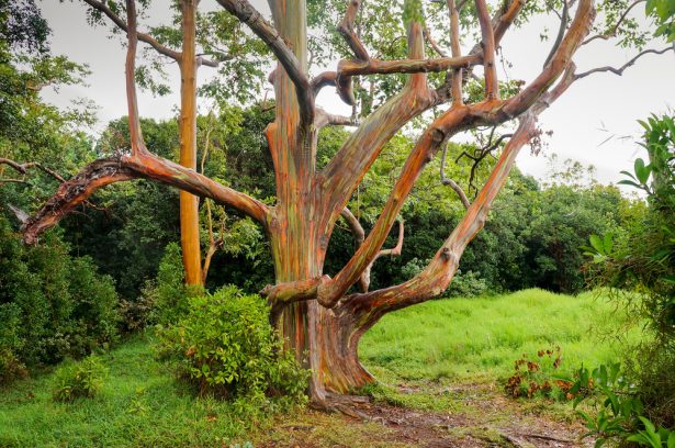 Les cinq arbres les plus originaux de la planète Eucalyptus-arc-en-ciel-e1493387160121