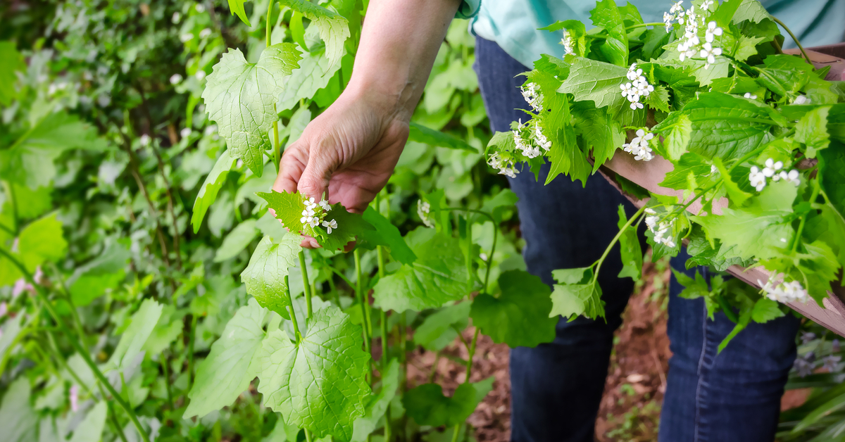 Créer sa propre forêt-jardin : abondance, biodiversité et plaisir
