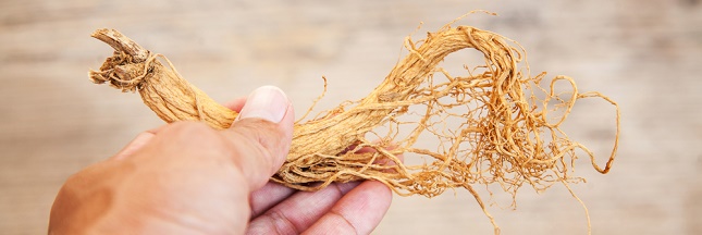 panax ginseng