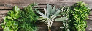 Les herbes aromatiques, des produits vendus à prix d'or