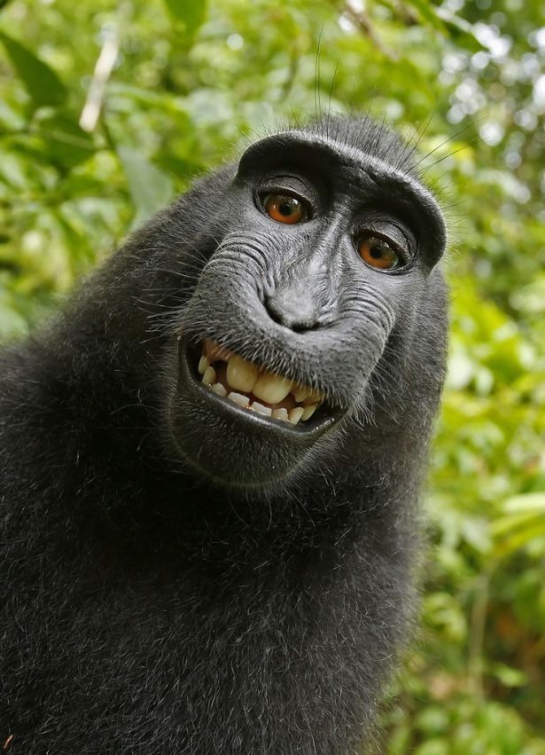 macaque noir