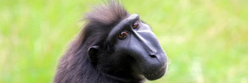 Espèces en danger : le macaque noir a de moins en moins la banane