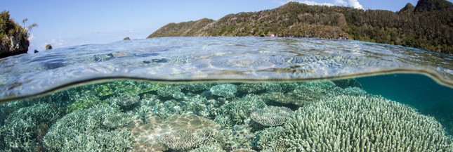Au Japon, des scientifiques cherchent à sauver les coraux