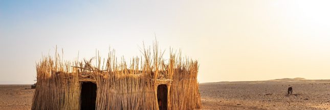 risques, risques liés aux ogm