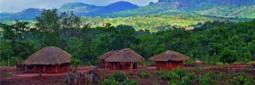 Les forêts du Mozambique pillées par la Chine