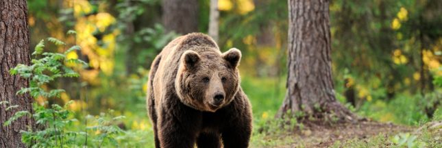 39 ours recensés dans les Pyrénées : mieux mais toujours insuffisant