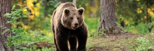 39 ours recensés dans les Pyrénées : mieux mais toujours insuffisant