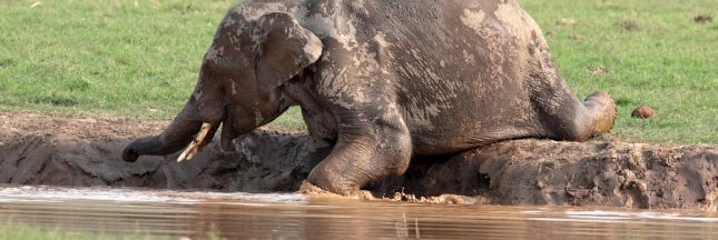 11 éléphants sauvés d’une mare de boue au Cambodge