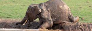 11 éléphants sauvés d'une mare de boue au Cambodge
