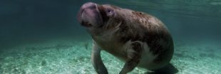 Les lamantins ne seraient plus en danger d'extinction mais...