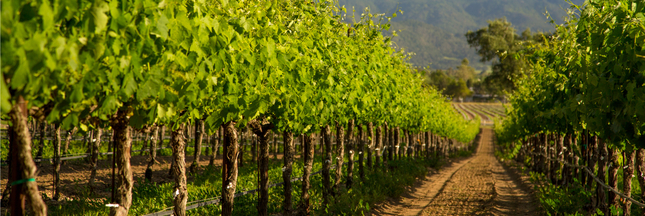 En Gironde, un car va rouler au marc de raisin En Gironde, un car va rouler au marc de raisin