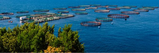 Pour préserver sa faune marine, la France crée des zones de conservation