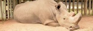 Sudan, le dernier rhinocéros blanc mâle avait un profil sur Tinder